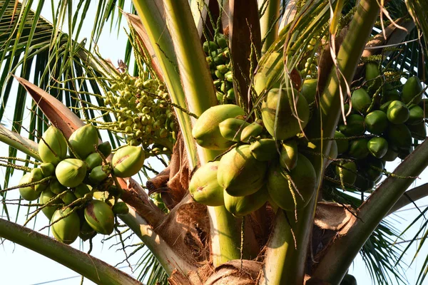 Cocco Sull Albero Nota Selezionare Messa Fuoco Con Profondità Campo — Foto Stock