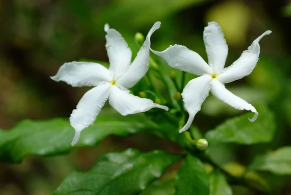 Jasmine Krepowy Gardenia — Zdjęcie stockowe