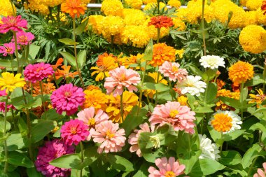 Çiçekler zinnia, arka plan, kadife çiçeği çiçek çiçekler. Çiçekler açık.