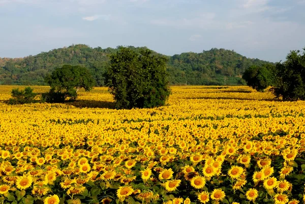 Slunce Květiny Pole Thajsku — Stock fotografie