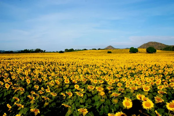 Campo Flores Sol Tailândia — Fotografia de Stock