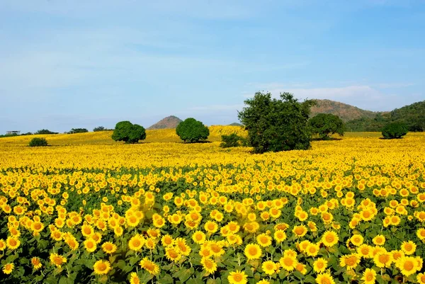 Sön Blommor Fält Thailan — Stockfoto