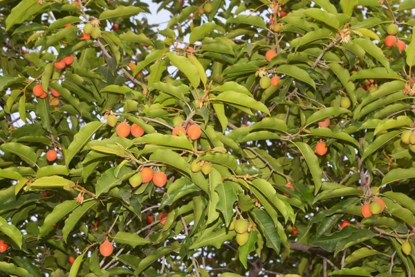 Κουκκίδα Ξύλο Φρούτων Στο Δέντρο Πεπόνι Κίτρινο — Φωτογραφία Αρχείου