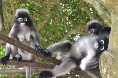 Dusky Leaf Monkey (Trachypithec bize obscurus)