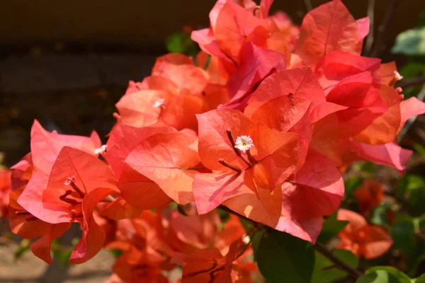 Flores Bougaville Vermelhas Observe Foco Selecionado Com Profundidade Rasa Campo — Fotografia de Stock