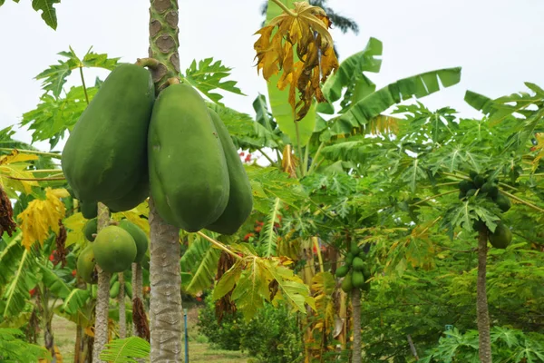 Árbol Papaya Con Frutas — Foto de Stock