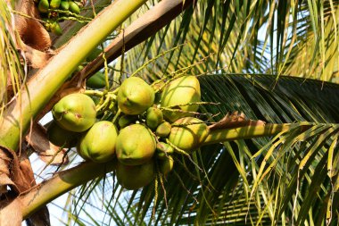 Hindistan cevizi ağacı, Not seçin odak alan sığ derinliği ile