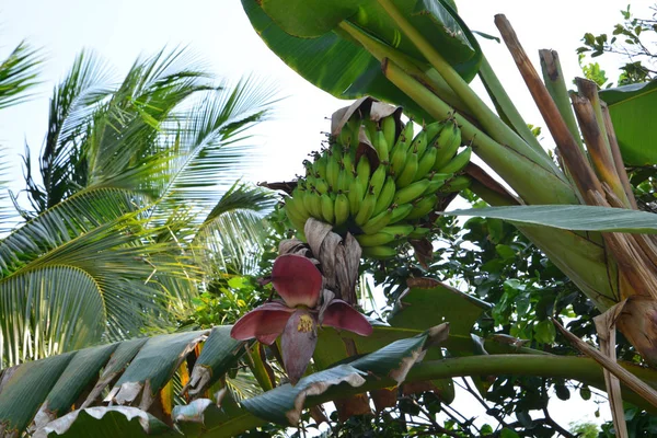 Plátano Con Frutas — Foto de Stock