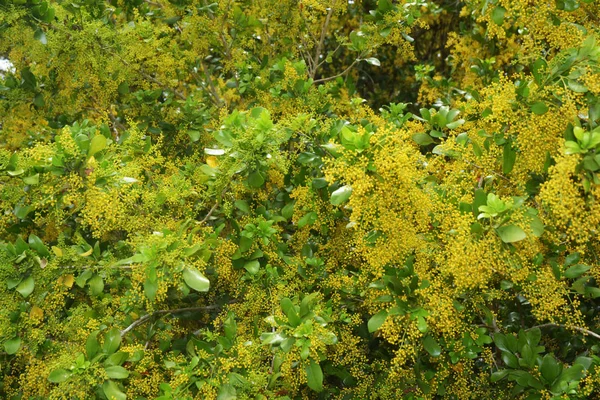 中国米の花 タイのハーブ — ストック写真