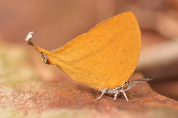 Borboleta Voar Natureza — Fotografia de Stock