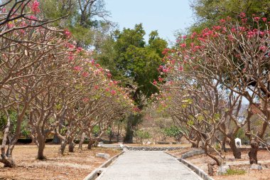 Plumeria ağaç, Si Chang Adası, Tayland altında romantik geçit