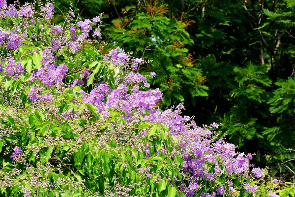 Pride of India tree, inthanin flower or Lagerstroemia flower  in Thailand. Purple flowers in Thailand.