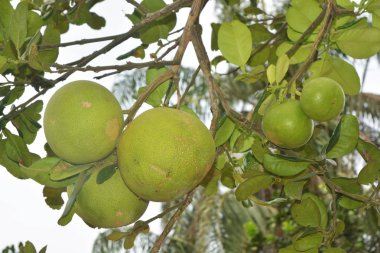 Ağaçta asılı Greyfurt / greyfurt ağaç / ağaç üzerinde asılı Pomelo / Pomelo ağaç / greyfurt ağaç meyve closeup ile / Pomelo ağacıyla meyve tatlı
