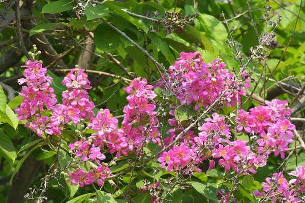 インドの誇りツリー Inthanin 花やタイのサルスベリの花 タイの紫花 — ストック写真