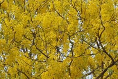 Tayland tasfiye Cassia Ulusal çiçeği