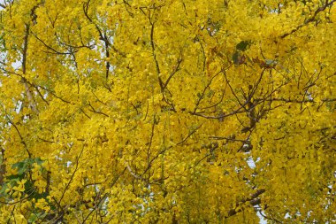 Tayland tasfiye Cassia Ulusal çiçeği