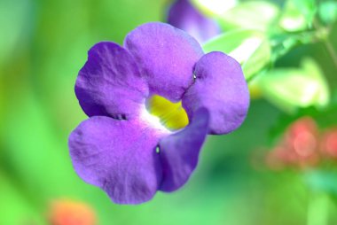 Bush Clockvine, Not seçin odak alan sığ derinliği ile