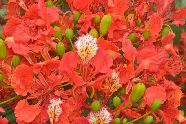 Flam Boarant Flame Tree Royal Poinciana — стокове фото