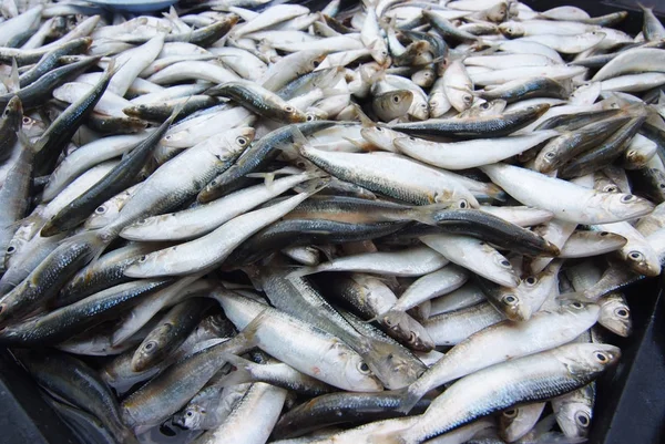 Piyasada Taze Balık Var — Stok fotoğraf