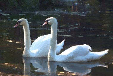 Doğada, yağlı boya tarzı kuğu