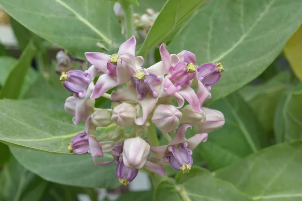 Flor Corona Blanca Cerca — Foto de Stock