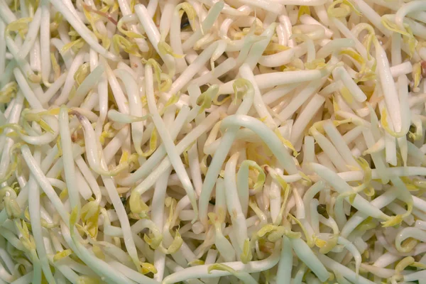 Bean Sprouts Note Select Focus Shallow Depth Field — Stock Photo, Image