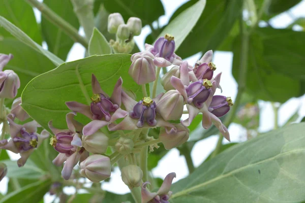 Beyaz taç çiçek kadar kapatın