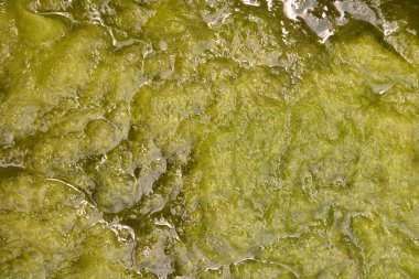 thallophytic bitki, liken yosun, yosun