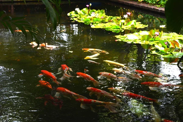 Koi Fische Die Wassergarten Schwimmen Ausgefallene Karpfenfische Koi Fische Koi — Stockfoto