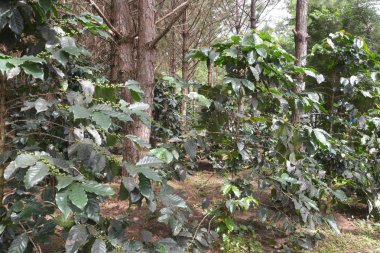 Yeşil kahve ağacı kirazlı