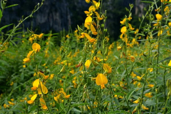 Detailní Záběry Květin Crotalaria Žluté Pozadí Rozostření Plné Krásně Kvetoucí — Stock fotografie