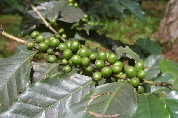 Zöld Kávé Cseresznye — Stock Fotó