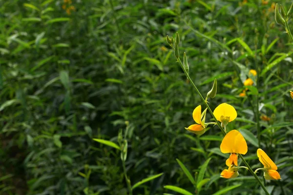 Detailní Záběry Květin Crotalaria Žluté Pozadí Rozostření Plné Krásně Kvetoucí — Stock fotografie