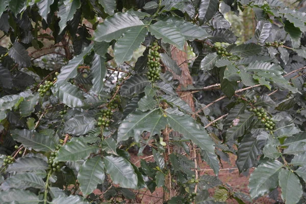 树上的绿色咖啡樱桃 — 图库照片