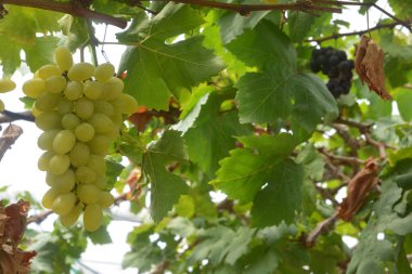 Şarap üzüm üzüm şarap üzüm, yaprakları ve üzüm asmaları Bahçe featuring