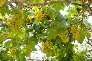 Şarap üzüm üzüm şarap üzüm, yaprakları ve üzüm asmaları Bahçe featuring