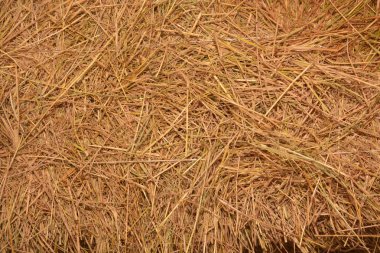 pirinç saman arka plan için çiftlik kullanımda
