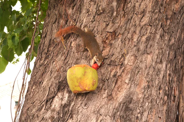 Orava Syö Ruokaa Kookospähkinässä Puussa Keskittyy Ruoan Syömiseen — kuvapankkivalokuva