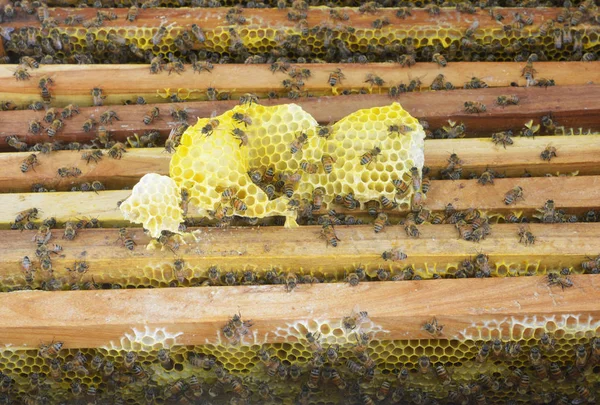 Бджільництво Крупним Планом Вид Робочих Бджіл Стільниці — стокове фото