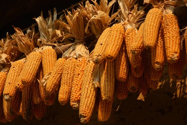 Yellow corn cobs dried. Harvested corn