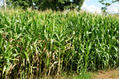 Mısır çiçek kadar akşamları kapatın