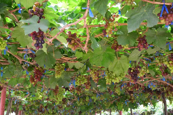 Grape Varieties Black Opal Vineyard — Stock Photo, Image