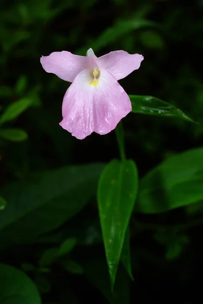 Caulokaempferia Alba Från Regnskogen Thailand — Stockfoto