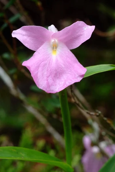 Caulokaempferia Alba Från Regnskogen Thailand — Stockfoto