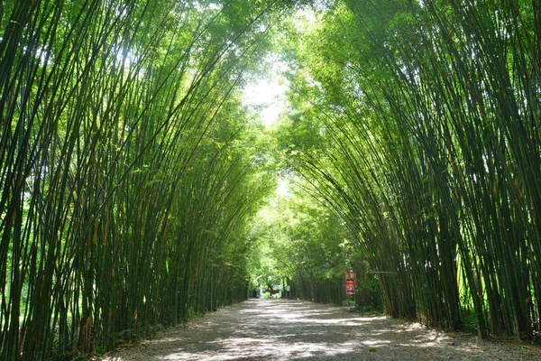 Tunnel Bamboe Bomen Wandelpad Nakhon Nayok Provincie Thailand — Stockfoto