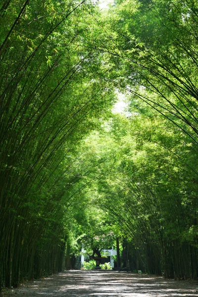Tünel bambu ağaçları ve geçit, Tayland Nakhon Nayok il