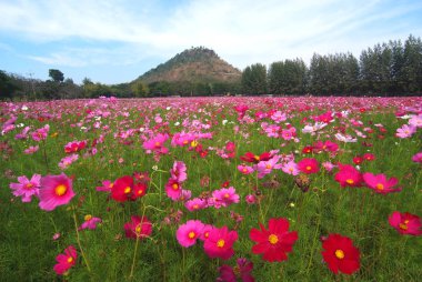 Evren bir manzara görünümünü alan (çiftlik Çiçek)