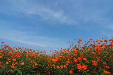 Evren bir manzara görünümünü alan (çiftlik Çiçek)
