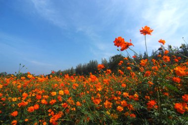 Evren bir manzara görünümünü alan (çiftlik Çiçek)