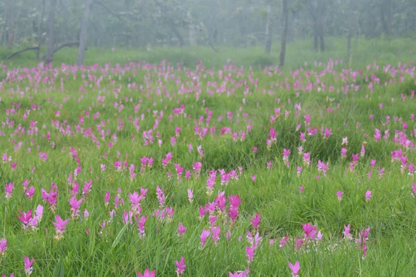 Gyönyörű Siam Tulipán Mezők Hin Ngam Nemzeti Park Chaiyaphum Tartomány — Stock Fotó